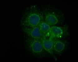 Invitrogen PHF8 Polyclonal Antibody 100 μL; Unconjugated:Antibodies,