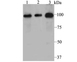 Invitrogen PHF8 Polyclonal Antibody 100 μL; Unconjugated:Antibodies,