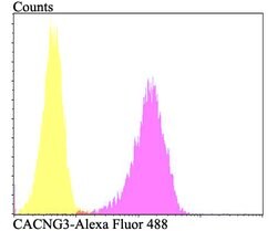 Thermo Scientific CACNG3 Polyclonal Antibody:Antibodies, Polyclonal