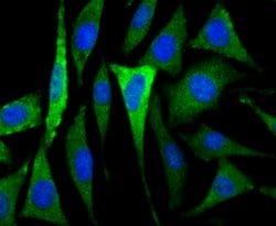 Thermo Scientific CACNG3 Polyclonal Antibody:Antibodies, Polyclonal