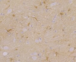 Thermo Scientific CACNG3 Polyclonal Antibody:Antibodies, Polyclonal