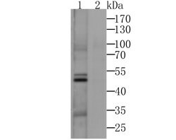 Thermo Scientific CACNG3 Polyclonal Antibody:Antibodies, Polyclonal