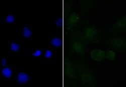 Invitrogen APR3 Polyclonal Antibody 100 &mu;L; Unconjugated:Antibodies,