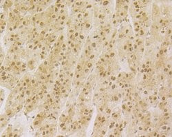 Invitrogen NFIC Polyclonal Antibody 100 &mu;L; Unconjugated:Antibodies,
