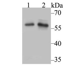 Invitrogen NFIC Polyclonal Antibody 100 &mu;L; Unconjugated:Antibodies,