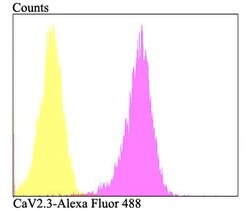 Invitrogen CaV2.3 Polyclonal Antibody 100 &mu;L; Unconjugated:Antibodies,