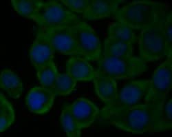 Invitrogen CaV2.3 Polyclonal Antibody 100 &mu;L; Unconjugated:Antibodies,