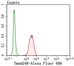 Invitrogen TMEM248 Polyclonal Antibody 100 &mu;L; Unconjugated:Antibodies,