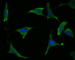 Invitrogen TMEM248 Polyclonal Antibody 100 &mu;L; Unconjugated:Antibodies,