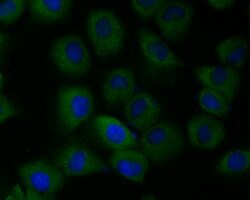 Invitrogen TMEM248 Polyclonal Antibody 100 &mu;L; Unconjugated:Antibodies,