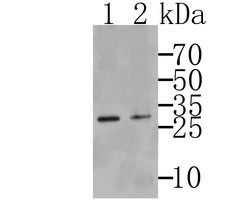 Invitrogen TMEM248 Polyclonal Antibody 100 &mu;L; Unconjugated:Antibodies,