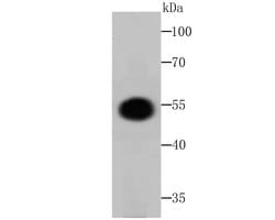 Invitrogen Fusion glycoprotein F0 Polyclonal Antibody:Antibodies:Primary