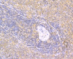Invitrogen CD40 Polyclonal Antibody 100 &mu;L; Unconjugated:Antibodies,