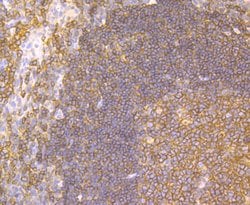Invitrogen CD40 Polyclonal Antibody 100 &mu;L; Unconjugated:Antibodies,
