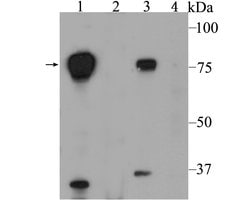 Invitrogen HEC1 Polyclonal Antibody 100 &mu;L; Unconjugated:Antibodies,