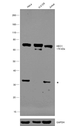 Invitrogen HEC1 Polyclonal Antibody 100 &mu;L; Unconjugated:Antibodies,