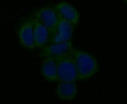 Invitrogen MCU Polyclonal Antibody 100 &mu;L; Unconjugated:Antibodies,