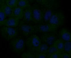 Invitrogen MCU Polyclonal Antibody 100 &mu;L; Unconjugated:Antibodies,