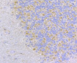 Invitrogen MCU Polyclonal Antibody 100 &mu;L; Unconjugated:Antibodies,