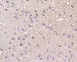 Invitrogen MCU Polyclonal Antibody 100 &mu;L; Unconjugated:Antibodies,