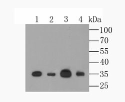 Invitrogen MCU Polyclonal Antibody 100 &mu;L; Unconjugated:Antibodies,