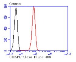 Invitrogen CTDSPL Polyclonal Antibody 100 &mu;L; Unconjugated:Antibodies,