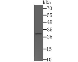 Invitrogen CTDSPL Polyclonal Antibody 100 &mu;L; Unconjugated:Antibodies,