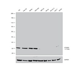 Invitrogen CTDSPL Polyclonal Antibody 100 &mu;L; Unconjugated:Antibodies,