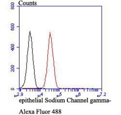 Invitrogen gamma-ENaC Polyclonal Antibody 100 &mu;L; Unconjugated:Antibodies,