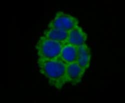 Invitrogen gamma-ENaC Polyclonal Antibody 100 &mu;L; Unconjugated:Antibodies,