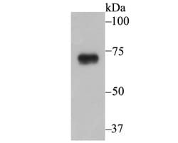 Invitrogen gamma-ENaC Polyclonal Antibody 100 &mu;L; Unconjugated:Antibodies,