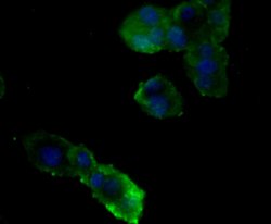 Invitrogen Nephrin Polyclonal Antibody 100 &mu;L; Unconjugated:Antibodies,