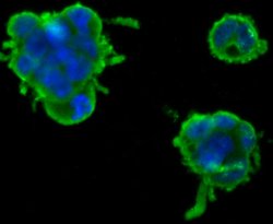 Invitrogen Nephrin Polyclonal Antibody 100 &mu;L; Unconjugated:Antibodies,