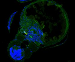 Invitrogen SEL1L Polyclonal Antibody 100 μL; Unconjugated:Antibodies,