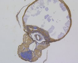 Invitrogen SEL1L Polyclonal Antibody 100 μL; Unconjugated:Antibodies,