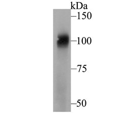 Invitrogen SEL1L Polyclonal Antibody 100 μL; Unconjugated:Antibodies,