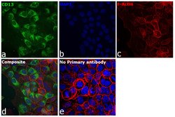 Invitrogen CD13 Polyclonal Antibody 100 &mu;L; Unconjugated:Antibodies,
