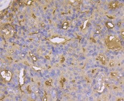 Invitrogen CD13 Polyclonal Antibody 100 &mu;L; Unconjugated:Antibodies,