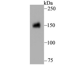 Invitrogen CD13 Polyclonal Antibody 100 &mu;L; Unconjugated:Antibodies,