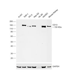 Invitrogen CD13 Polyclonal Antibody 100 &mu;L; Unconjugated:Antibodies,