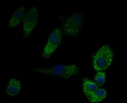 Invitrogen Perforin Polyclonal Antibody 100 &mu;L; Unconjugated:Antibodies,