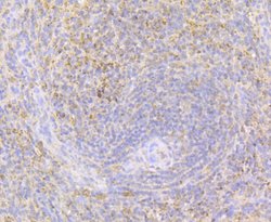 Invitrogen Perforin Polyclonal Antibody 100 &mu;L; Unconjugated:Antibodies,