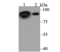 Invitrogen Perforin Polyclonal Antibody 100 &mu;L; Unconjugated:Antibodies,