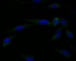 Invitrogen Connexin 45 Polyclonal Antibody 100 &mu;L; Unconjugated:Antibodies,