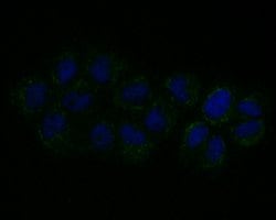 Invitrogen Connexin 45 Polyclonal Antibody 100 &mu;L; Unconjugated:Antibodies,