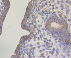 Invitrogen Connexin 45 Polyclonal Antibody 100 &mu;L; Unconjugated:Antibodies,