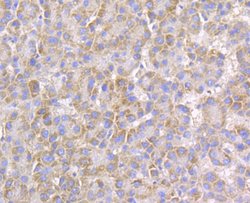 Invitrogen Connexin 45 Polyclonal Antibody 100 &mu;L; Unconjugated:Antibodies,