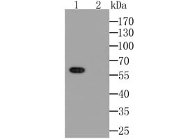 Invitrogen Connexin 45 Polyclonal Antibody 100 &mu;L; Unconjugated:Antibodies,