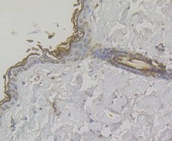 Invitrogen MICA/B Polyclonal Antibody 100 &mu;L; Unconjugated:Antibodies,