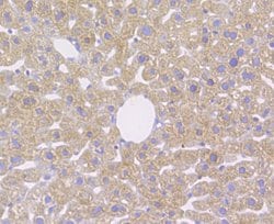 Invitrogen CD163 Polyclonal Antibody:Antibodies:Primary Antibodies